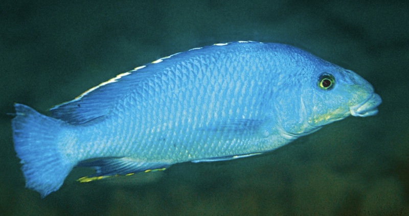 Nimbochromis linni 'Gome'